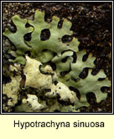 Hypotrachyna sinuosa