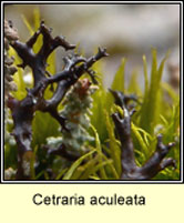 Cetraria aculeata