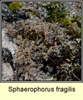 Sphaerophorus fragilis