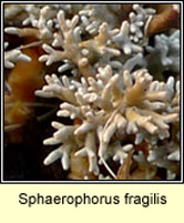 Sphaerophorus fragilis