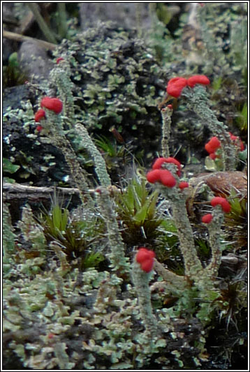 Cladonia floerkeana