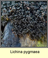 Lichina pygmaea
