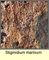 Stigmidium marinum