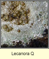 Lecanora Q