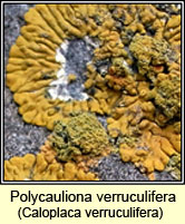 Caloplaca verruculifera