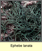 Ephebe lanata