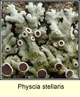 Physcia stellaris