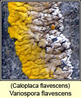 Variospora flavescens, Caloplaca flavescens