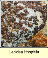 Lecidea lithophila (wet)