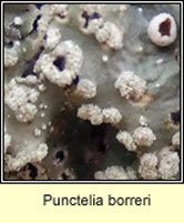 Punctelia borreri, fertile