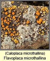 Flavoplaca microthallina, Caloplaca microthallina
