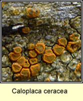 Caloplaca ceracea