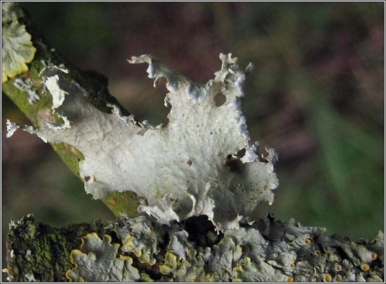 Ramalina lacera