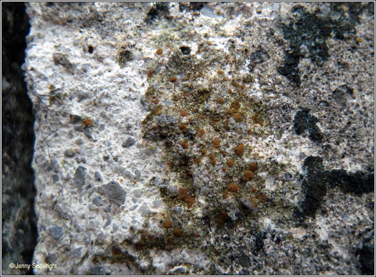 Protoblastenia rupestris