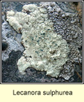 Lecanora sulphurea