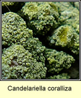 Candellariella coralliza