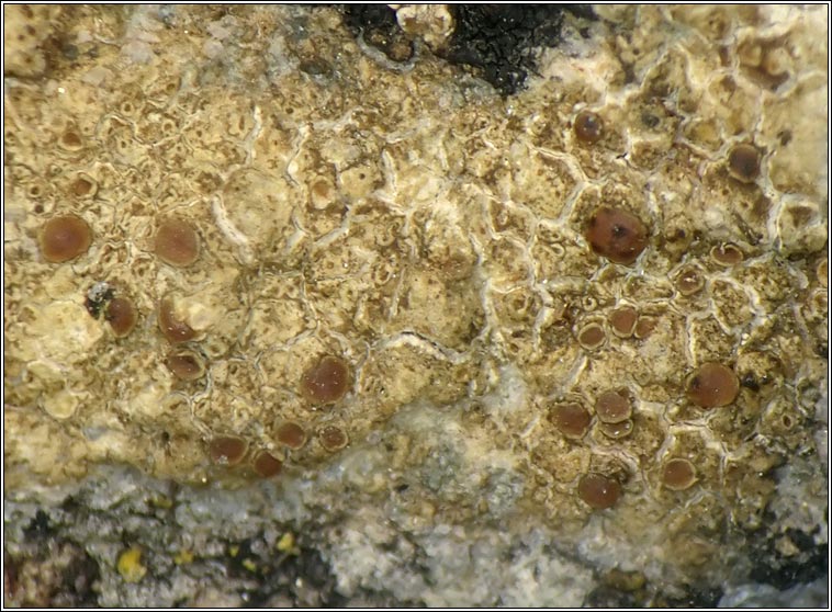 Lecanora helicopis