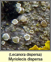 Myriolecis dispersa, Lecanora dispersa