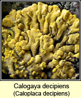 Calogaya decipiens, Caloplaca decipiens