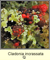 Cladonia incrassata Q