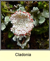 Cladonia