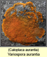 Variospora aurantia, Caloplaca aurantia