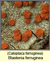 Blastenia ferruginea, Caloplaca ferruginea