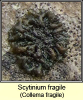 Scytinium fragile, Collema fragilis