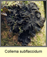 Collema subflaccidum
