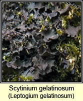Scytinium gelatinosum, Leptogium gelatinosum