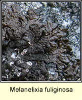 Melanelia fuliginosa ssp fuliginosa