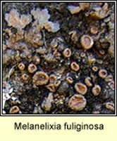 Melanelixia fuliginosa, fertile