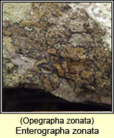 Opegrapha zonata, Enterographa zonata
