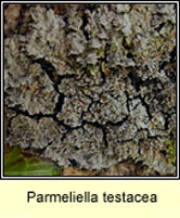 Parmeliella testacea