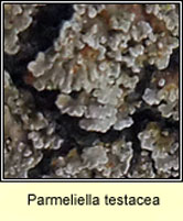 Parmeliella testacea