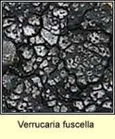Verrucaria fuscella / Placopyrenium fuscellum