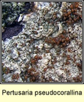 Pertusaria pseudocorallina