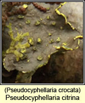 Pseudocyphellaria crocata