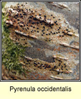 Pyrenula occidentalis