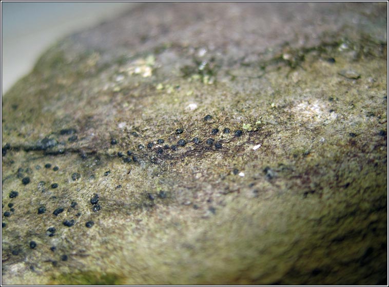Verrucaria viridula