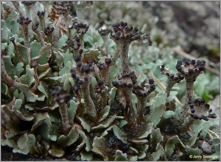 Cladonia subcervicornis