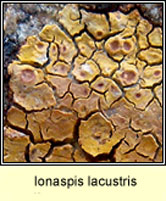 Ionaspis lacustris