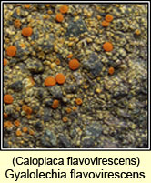 Gyalolechia flavovirescens, Caloplaca flavovirescens