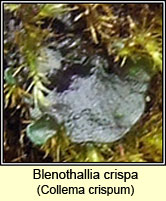 Blenothallia crispa, Collema crispum