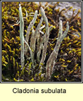 Cladonia glauca