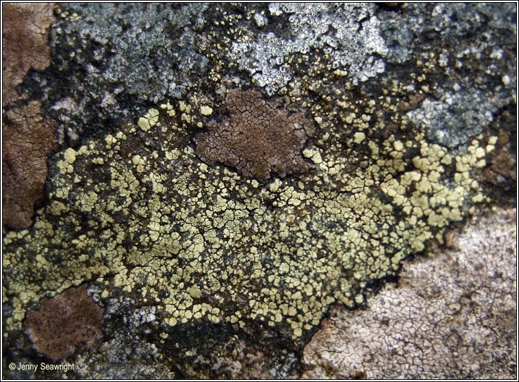 Rhizocarpon 