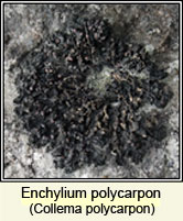 Collema polycarpon (q1)