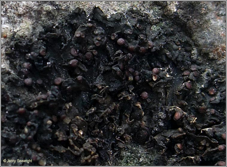 Collema polycarpon