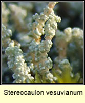 Stereocaulon vesuvianum