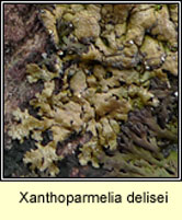 Neofuscelia delisei